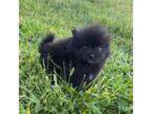 Pomeranian Puppy for sale in Trion, GA, USA