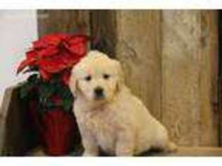Golden Retriever Puppy for sale in Ripley, WV, USA