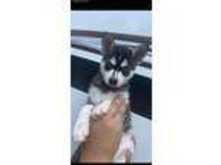 Alaskan Klee Kai Puppy for sale in Eau Claire, WI, USA