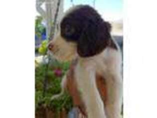 English Springer Spaniel Puppy for sale in Salton City, CA, USA