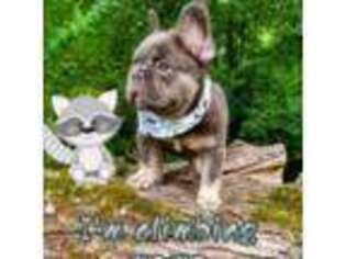 French Bulldog Puppy for sale in Solsberry, IN, USA