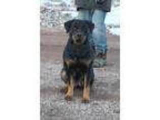 Rottweiler Puppy for sale in Box Elder, SD, USA