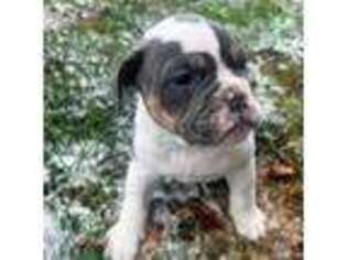 Olde English Bulldogge Puppy for sale in Elyria, OH, USA