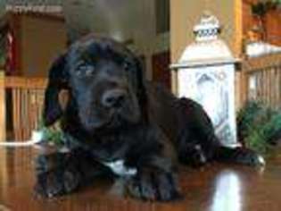 Great Dane Puppy for sale in Johnston, IA, USA