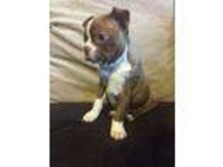 Boston Terrier Puppy for sale in Akron, OH, USA