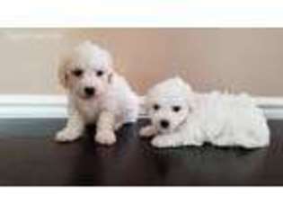 Bichon Frise Puppy for sale in Snohomish, WA, USA