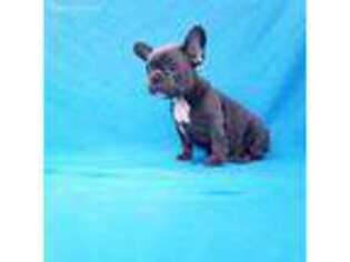 French Bulldog Puppy for sale in Rockville, MD, USA