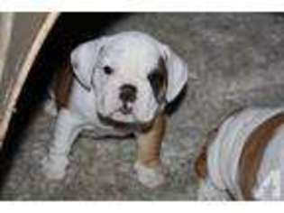 Bulldog Puppy for sale in CHULA VISTA, CA, USA