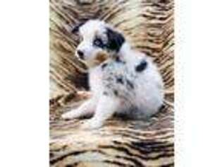 Australian Shepherd Puppy for sale in Kennesaw, GA, USA