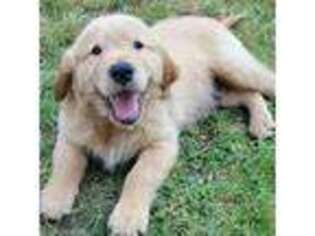 Golden Retriever Puppy for sale in Kelso, WA, USA
