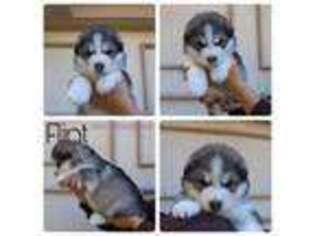 Alaskan Malamute Puppy for sale in Rowland Heights, CA, USA