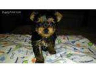 Yorkshire Terrier Puppy for sale in Reidsville, NC, USA
