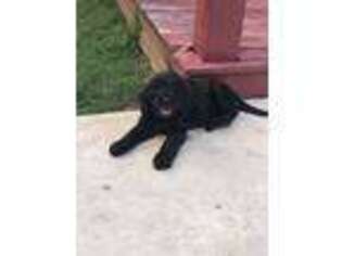 Goldendoodle Puppy for sale in Salina, OK, USA