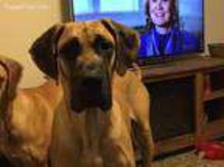 Great Dane Puppy for sale in Middletown, CT, USA