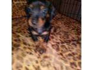 Dachshund Puppy for sale in Sacramento, CA, USA