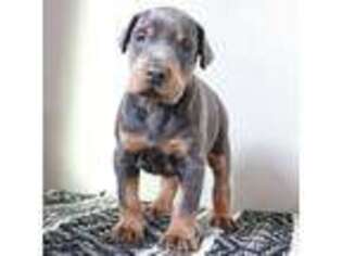 Doberman Pinscher Puppy for sale in Millersburg, OH, USA