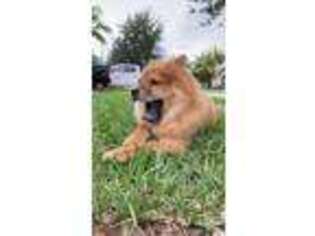Chow Chow Puppy for sale in West Palm Beach, FL, USA