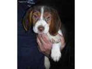 Beagle Puppy for sale in Mountain Lake, MN, USA