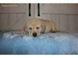 Labrador Retriever Puppy for sale in Waddell, AZ, USA