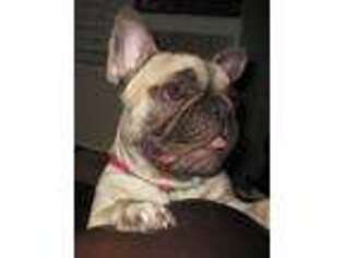 French Bulldog Puppy for sale in Anderson, CA, USA