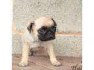 Pug Puppy for sale in Unknown, , USA
