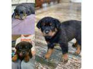 Rottweiler Puppy for sale in Clay, NY, USA
