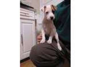 Jack Russell Terrier Puppy for sale in Turtle Creek, PA, USA