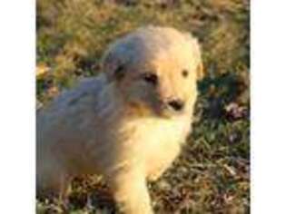 Golden Retriever Puppy for sale in Snover, MI, USA