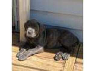 Cane Corso Puppy for sale in Newfield, NJ, USA