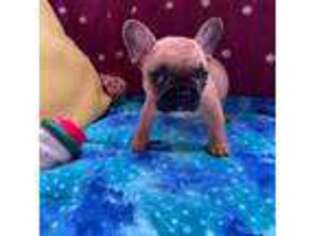 French Bulldog Puppy for sale in Middleburg, FL, USA