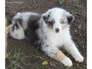 Australian Shepherd Puppy for sale in Claremore, OK, USA