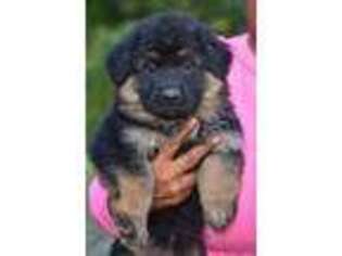 German Shepherd Dog Puppy for sale in Durham, NC, USA