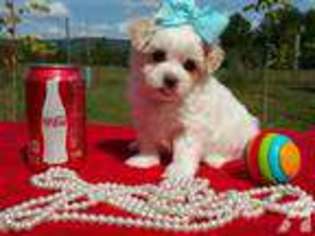 Maltese Puppy for sale in SHERMAN, TX, USA