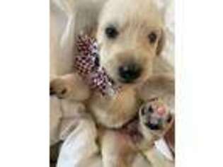 Labradoodle Puppy for sale in Madison, NC, USA