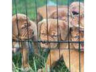 American Bull Dogue De Bordeaux Puppy for sale in Nampa, ID, USA