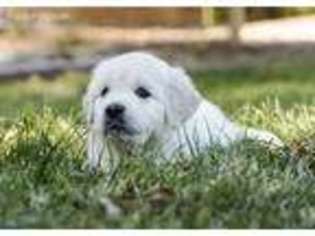 Mutt Puppy for sale in Salida, CO, USA