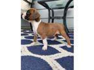 Boxer Puppy for sale in Middlebury, IN, USA