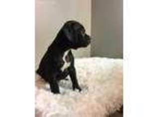 Boxer Puppy for sale in Millersburg, OH, USA