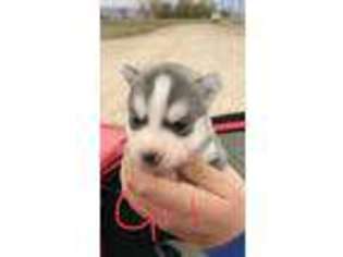 Siberian Husky Puppy for sale in Gunnison, UT, USA