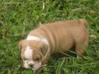 Bulldog Puppy for sale in Mammoth Cave, KY, USA