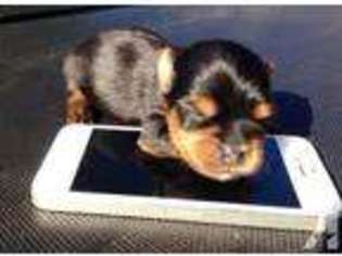 Yorkshire Terrier Puppy for sale in PEORIA, AZ, USA