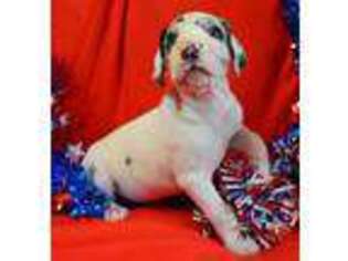 Great Dane Puppy for sale in Ava, MO, USA