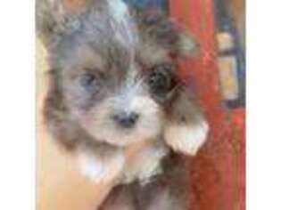 Yorkshire Terrier Puppy for sale in Saint Augustine, FL, USA