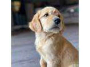 Golden Retriever Puppy for sale in Chino Hills, CA, USA