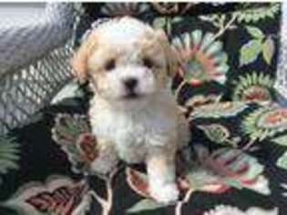 Bichon Frise Puppy for sale in Manchester, NH, USA