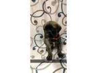 Mastiff Puppy for sale in Wisconsin Rapids, WI, USA