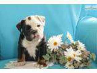 Bulldog Puppy for sale in Lancaster, PA, USA