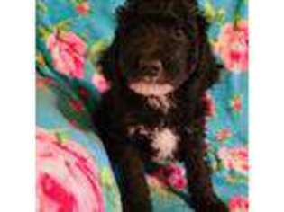 Mutt Puppy for sale in Nevada, MO, USA
