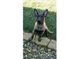 Belgian Malinois Puppy for sale in Yuba City, CA, USA