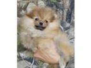 Pomeranian Puppy for sale in Brookville, PA, USA